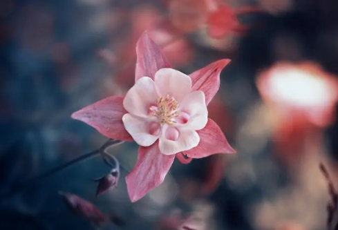 1692781338474379.png image.png