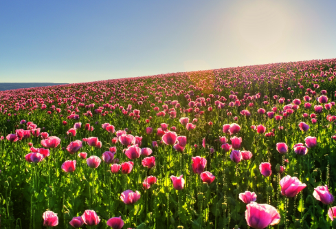 1692809817598862.png image.png