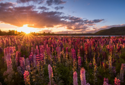 ​陈情表原文及翻译注释