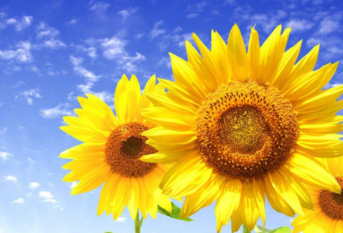 1692835048274658.png image.png