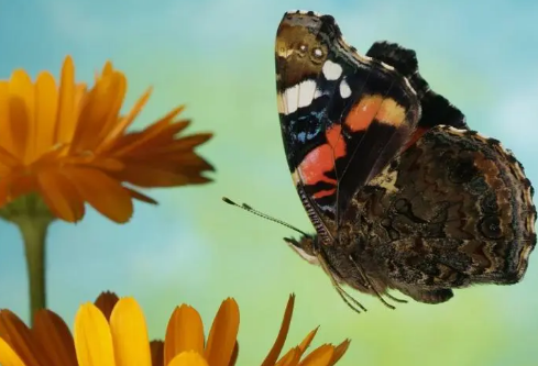 1692836210131333.png image.png