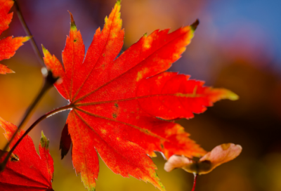 ​母亲节祝福语大全
