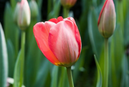 1693334954535555.png image.png